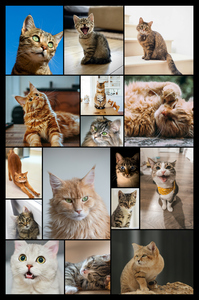 Create your cat photo collage with templates & custom text – print or download