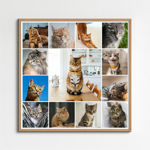 Create your cat photo collage with templates & custom text – print or download
