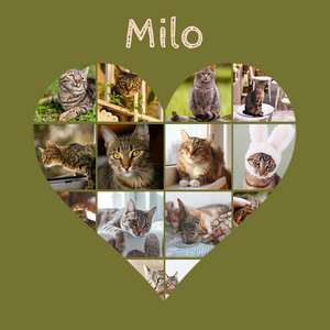 Cat Heart Photo Collage - Create yours now, add your cat's name or custom text