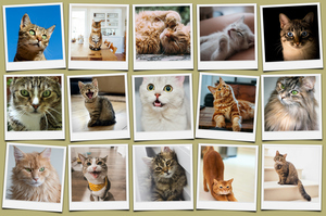 Cat Polaroid Photo Collage - add your cat's name & text; create yours now