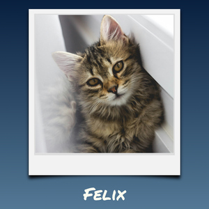 Cat Polaroid Photo Collage - add your cat's name & text; create yours now