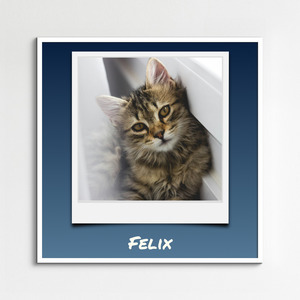 Cat Polaroid Photo Collage - add your cat's name & text; create yours now
