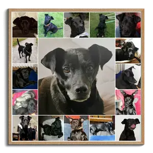 Create Your Custom Dog Photo Collage – Cherish Memories with Personal Touch
