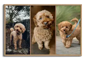 Créez un collage photo chien personnalisé pour maman ou papa chien