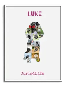 Create Your Own Mini Poodle Photo Collage – Cherish Your Pet Forever