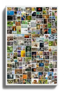 Create Your Own Large Vertical Wild Photo Collage - Up to 200 Pics!