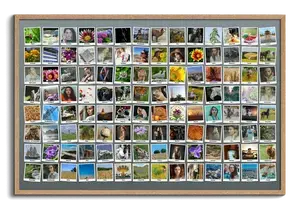Créez une Collage Polaroid Unique avec Plus de 100 Photos et Textes Personnalisés