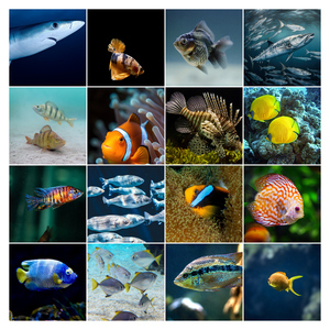 Underwater Photo Collages: Design Your Premium Prints of Sharks, Turtles & Dolphins
