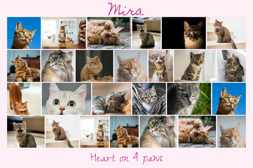 Create your cat photo collage with templates & custom text – print or download