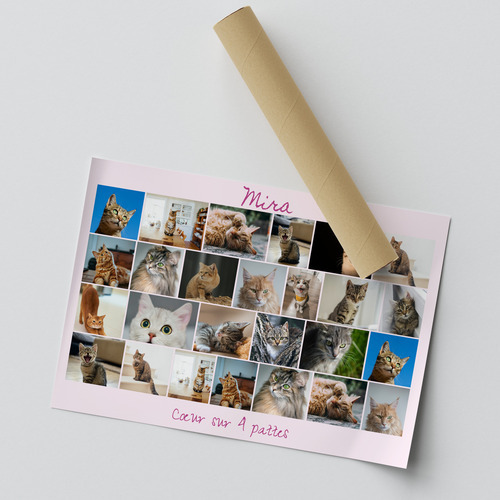 Collages photos de chats - Texte personnalisés