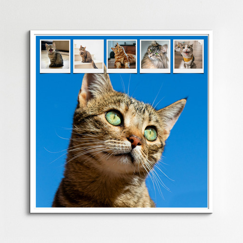 Create your cat photo collage with templates & custom text – print or download