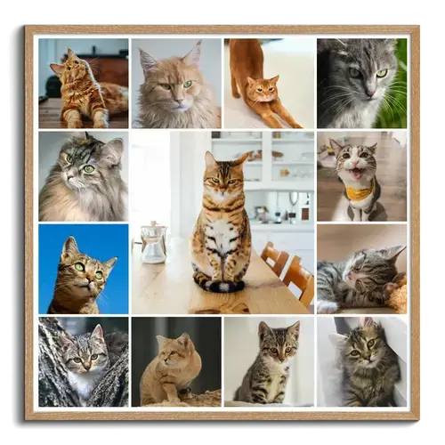 Créez un collage photo de chat en ligne – modèles variés, texte personnalisé