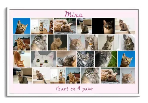 Cat Photo Collage with Custom Texts