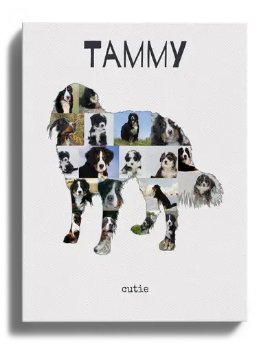 Create Your Berner Sennenhund Photo Collage with Personal Touch