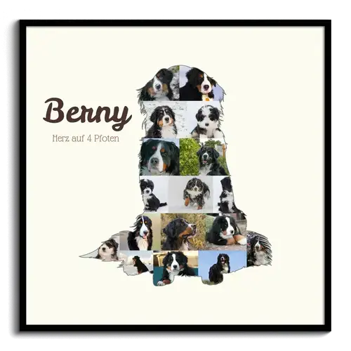 Create Your Berner Sennenhund Photo Collage with Personal Touch
