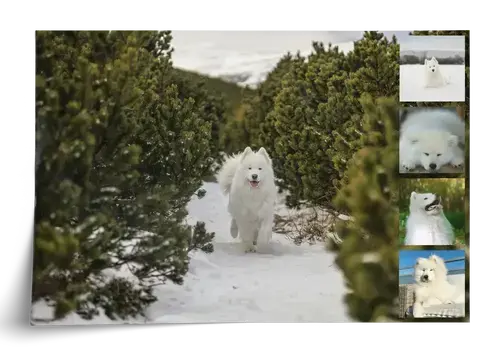 Collage photo de chien personnalisable