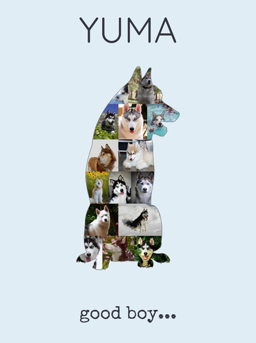 Create Your Own Husky Photo Collage - Personalized Gift for Dog Lovers