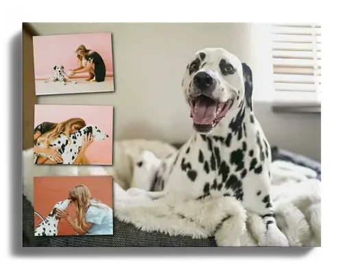 Collage photo avec image preferee en fond avec photos de chiens