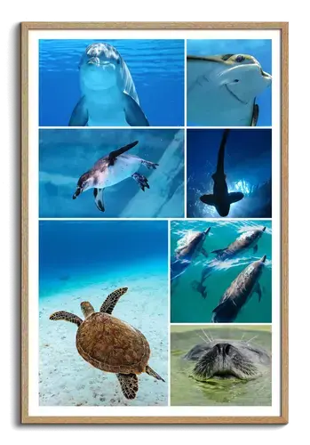 Underwater Marine Life Collage in Premium Print