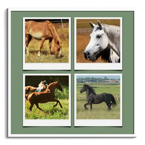 Wildlife Animal Polaroid Collage Template