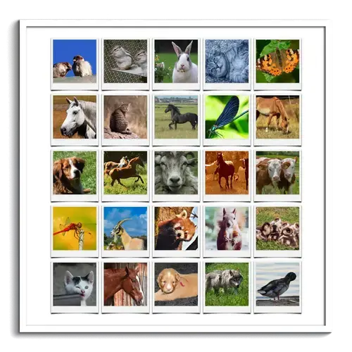 Wildlife Animal Polaroid Collage Template