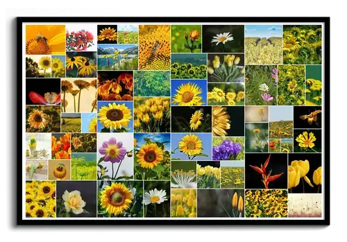 Wild collage with photos of flowers from the garden